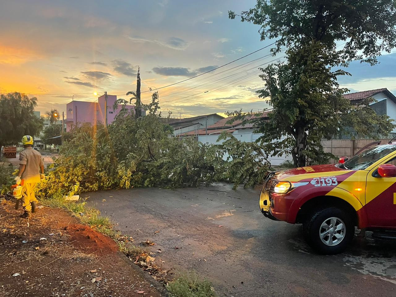 Árvores caem em Goianésia depois de fortes chuvas que caíram nesta segunda-feira