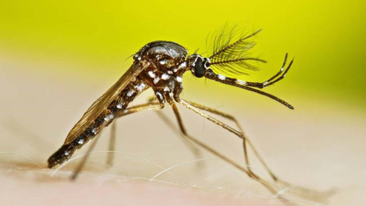 Goiânia confirma mais 2 mil casos de dengue e decreta estado de emergência