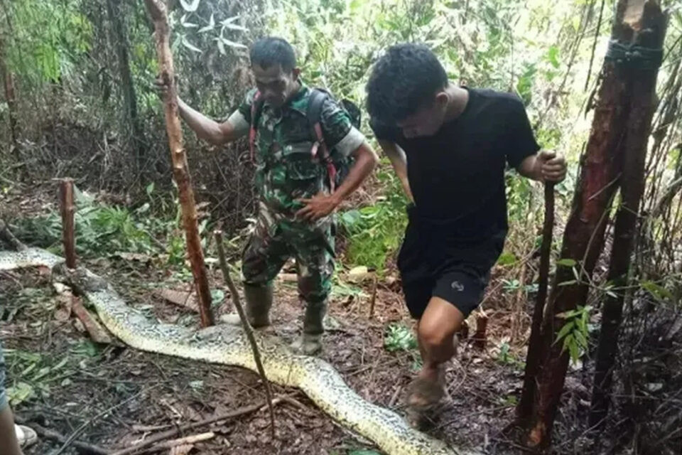 Corpo de mulher é encontrado no estômago de cobra na Indonésia